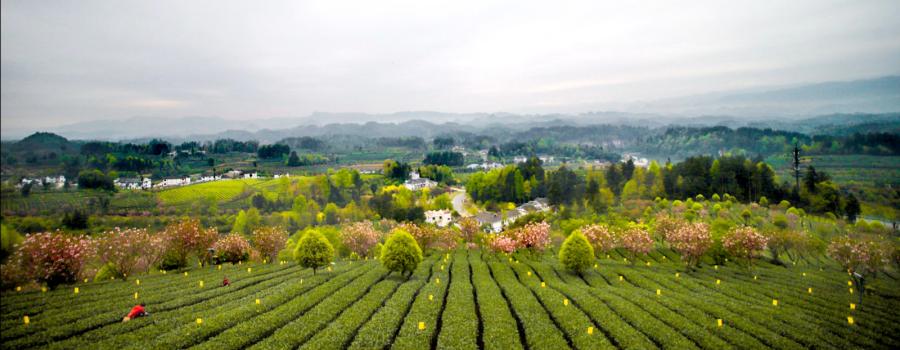 “湄潭翠芽”荣登中国茶类品牌价值榜 跃居第7位——品牌价值114.23亿元