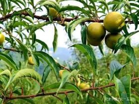 金沙县茶园镇桂花村:蜂糖李种植基地产值40余万元