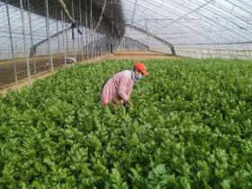 武安市磁山二街高质量推进乡村振兴大发展