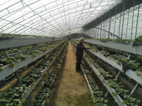 武安市磁山二街引进黏玉米“创新科学”种植,成群众致富“金棒子”