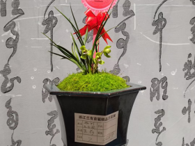 2023“合一杯”兰花王在宁波揭晓