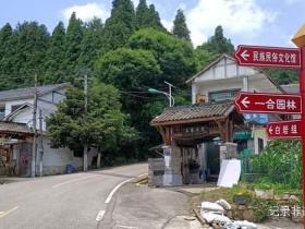 千年古银杏下的研学之旅:贵州石龙村掀起银杏热潮