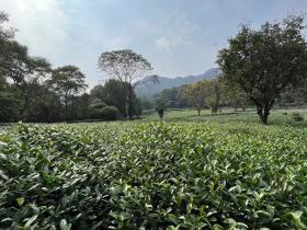 解读西湖龙井之密码  一盏佛茶沁江南人家