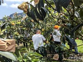 秋冬润肺首选:贵州蒸耀还原失传百年的御用枇杷膏