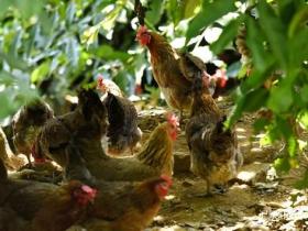 党建引领“金蛋”铺就致富路 水城铜厂村林下养殖激活乡村振兴