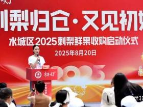 贵州省六盘水市水城区刺梨丰收“甜”满枝头鲜果收购正式启动