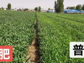 军地生物科技示范基地揭牌 “军地一号·禾缘量子生物有机肥” 以量子科技推动绿色农业高质量发展