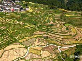贵州丹寨:稻谷飘香 “丰”景如画,藏着你向往的诗与远方!