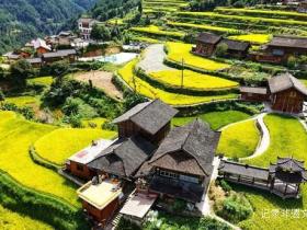 贵州雷山白岩村:金色梯田迎丰收 层层叠叠入画来