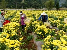贵州凤凰菊绽放致富梦 金色花海铺就乡村振兴路