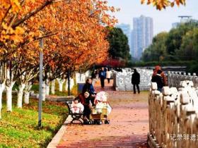 六盘水水城河道两畔初冬樱花红叶层峦叠嶂点亮城市之约