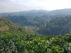 金沙橙红点亮山野 恒丰果蔬带来丰收喜悦