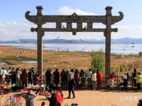 千里宾客如约至 万鸟齐舞草海湖——红嘴鸥飞抵威宁草海越冬