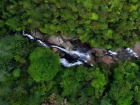 庆元荒野茶:从生态宝藏到共富“金叶”