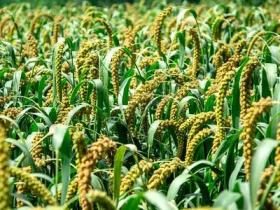 今日推荐山西大同新荣小杂粮之小米