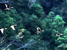 石阡1500余只野生鸳鸯成群栖息构成优美的生态画卷
