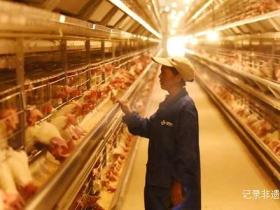 智能养殖“孵”出乡村振兴新希望——探访水城区营盘乡10万羽蛋鸡的“智慧生活”