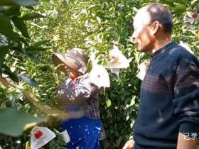 乌江畔的甜蜜—— 金沙县恒丰果蔬专业合作社果园