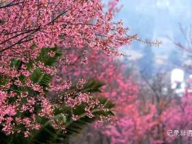 暖冬樱霞:月照谷里冬日的粉色诗行