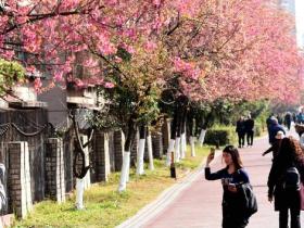 水城河畔樱如霞:冬日的春日邀约