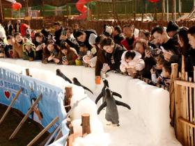 冬日里的“极地访客”:梅花山南国雪乡企鹅巡游点燃冰雪热情