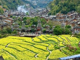 黎平肇兴侗寨新年油菜花海绽放吸引游客踏青赏花打卡
