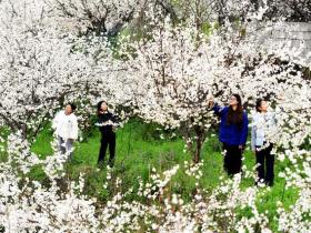 花开最早枝头占 春在发耳第一枝——六盘水水城区发耳镇1.8万亩樱桃花海绘就乡村振兴新画卷