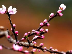 春到阿勒河:桃园里的“蜂”收序曲,乡村振兴的动人注脚