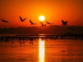 草海惜别“高原精灵”:春暖北迁歌一曲,相约入冬再见卿