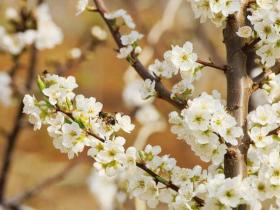 乌蒙深山车厘子花开“致富梦”——中水镇小寨社区三千亩基地管护见闻