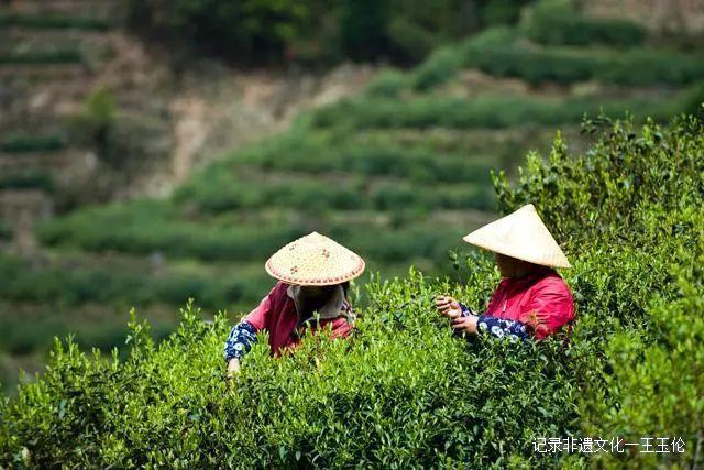 当好东道主 喜迎茶博会-图片8