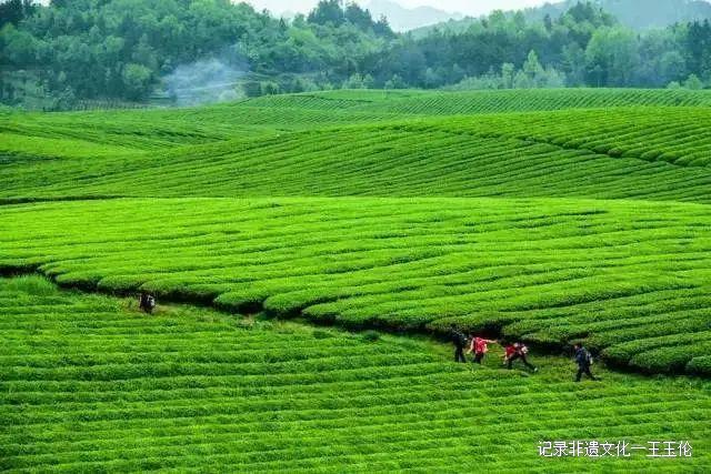 当好东道主 喜迎茶博会-图片12