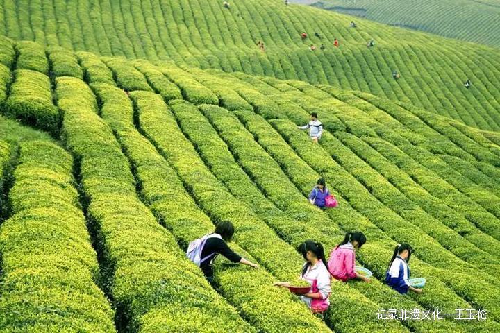 当好东道主 喜迎茶博会-图片13