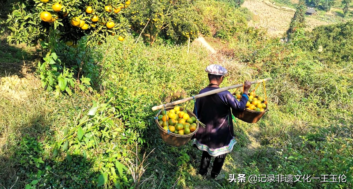 嘎雅玛助农助力从江椪柑重焕生机