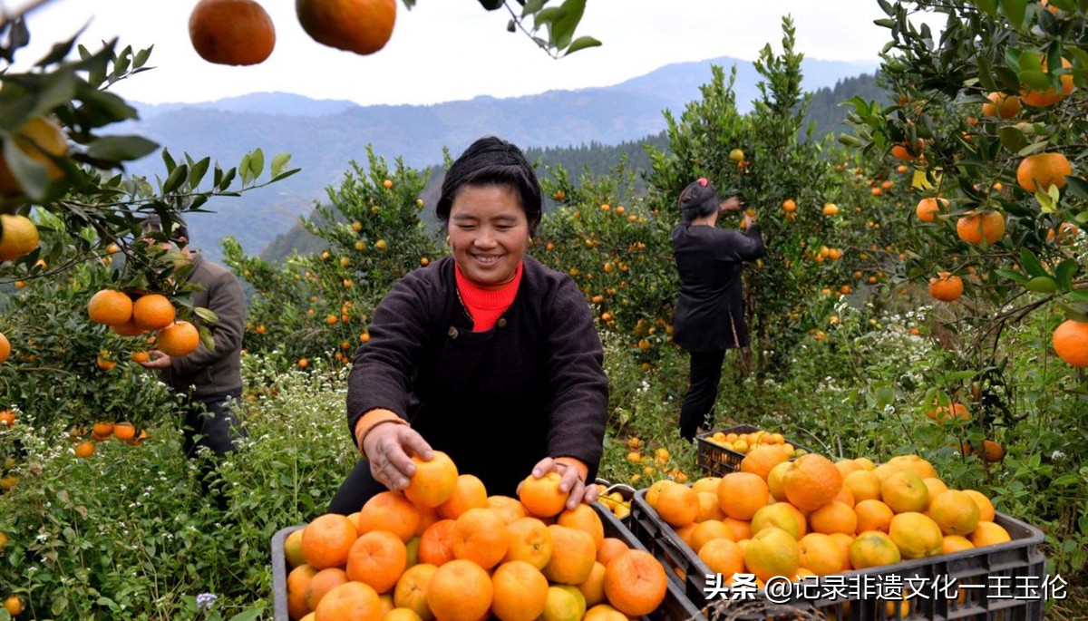 嘎雅玛助农助力从江椪柑重焕生机