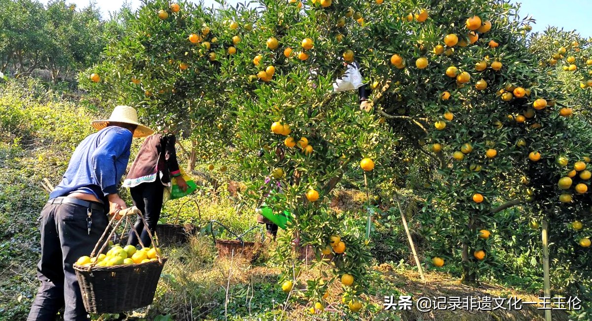 嘎雅玛助农助力从江椪柑重焕生机