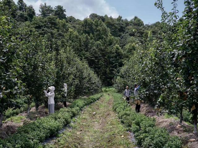 安徽东至：“村企共建”绘“钱”景-图片2