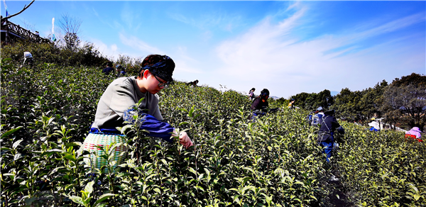 春风又绿天台山，邀你去浙江宁海桑洲镇品茶赏花-图片6