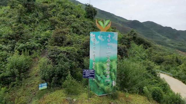 卫星新闻丨“共富茶”跨越山海助力乡村振兴-图片2