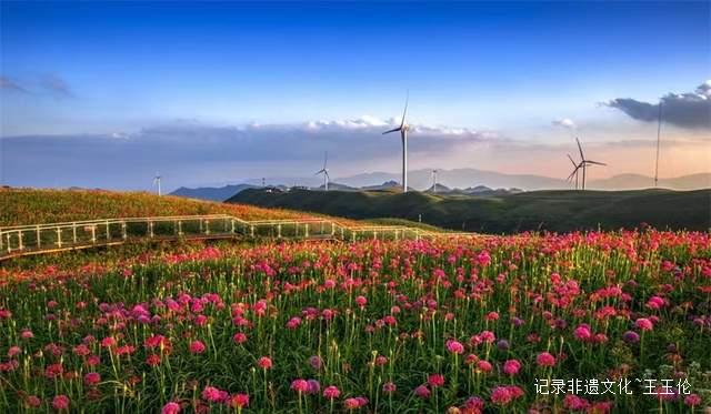 寻美毕节：韭菜花开，紫色梦境的浪漫邀约-图片9