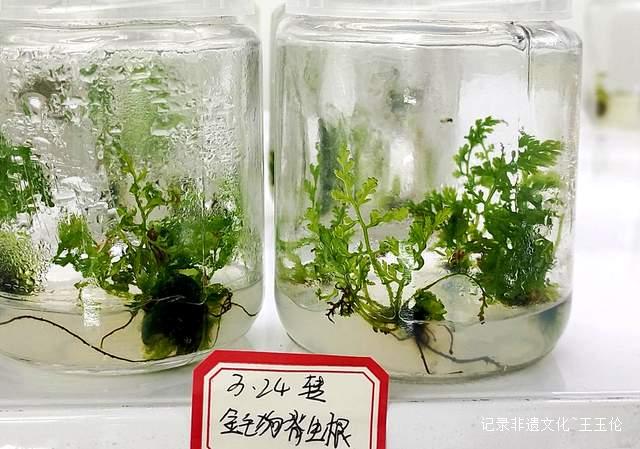 贵州珍稀濒危药材保护开发重大突破！金毛狗蕨繁育技术开启新征程-图片5
