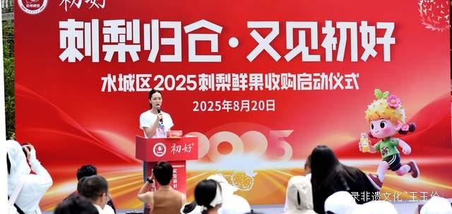 贵州省六盘水市水城区刺梨丰收“甜”满枝头鲜果收购正式启动