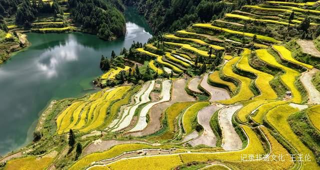 贵州雷山白岩村：金色梯田迎丰收 层层叠叠入画来-图片2