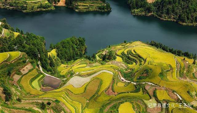 贵州雷山白岩村：金色梯田迎丰收 层层叠叠入画来-图片5