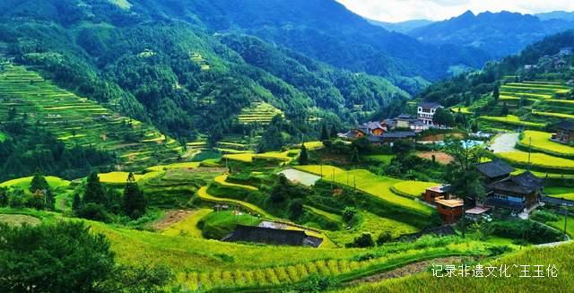 贵州雷山白岩村：金色梯田迎丰收 层层叠叠入画来-图片6