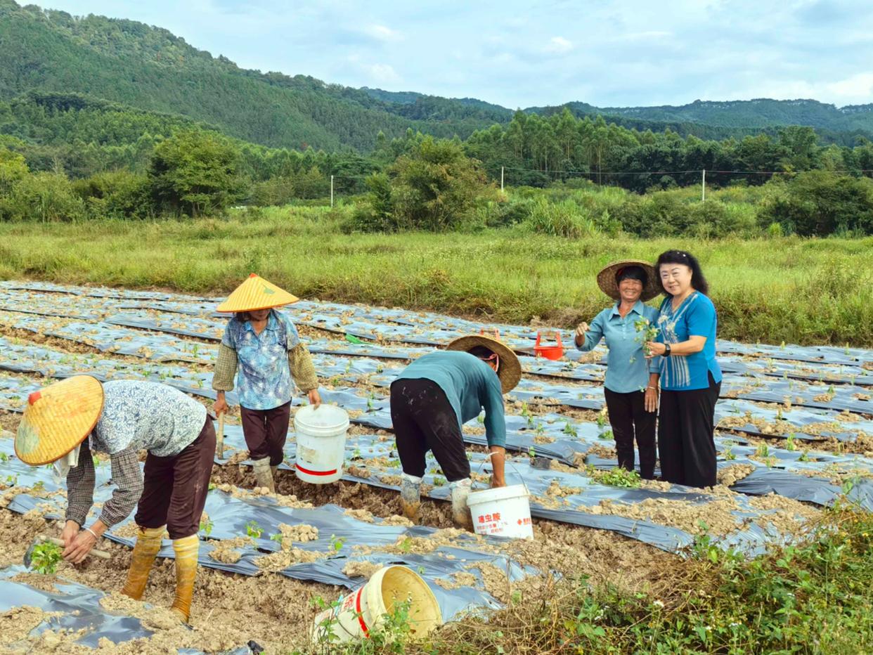 企研社携手破局!粤北荒地种出“功能粮”,共庆第44届国家粮食日-图片1