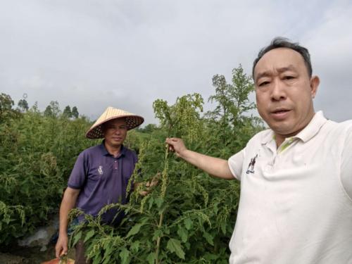 企研社携手破局!粤北荒地种出“功能粮”,共庆第44届国家粮食日-图片2
