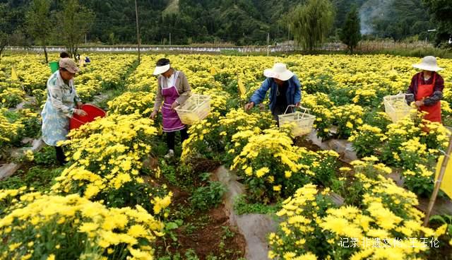 贵州凤凰菊绽放致富梦 金色花海铺就乡村振兴路