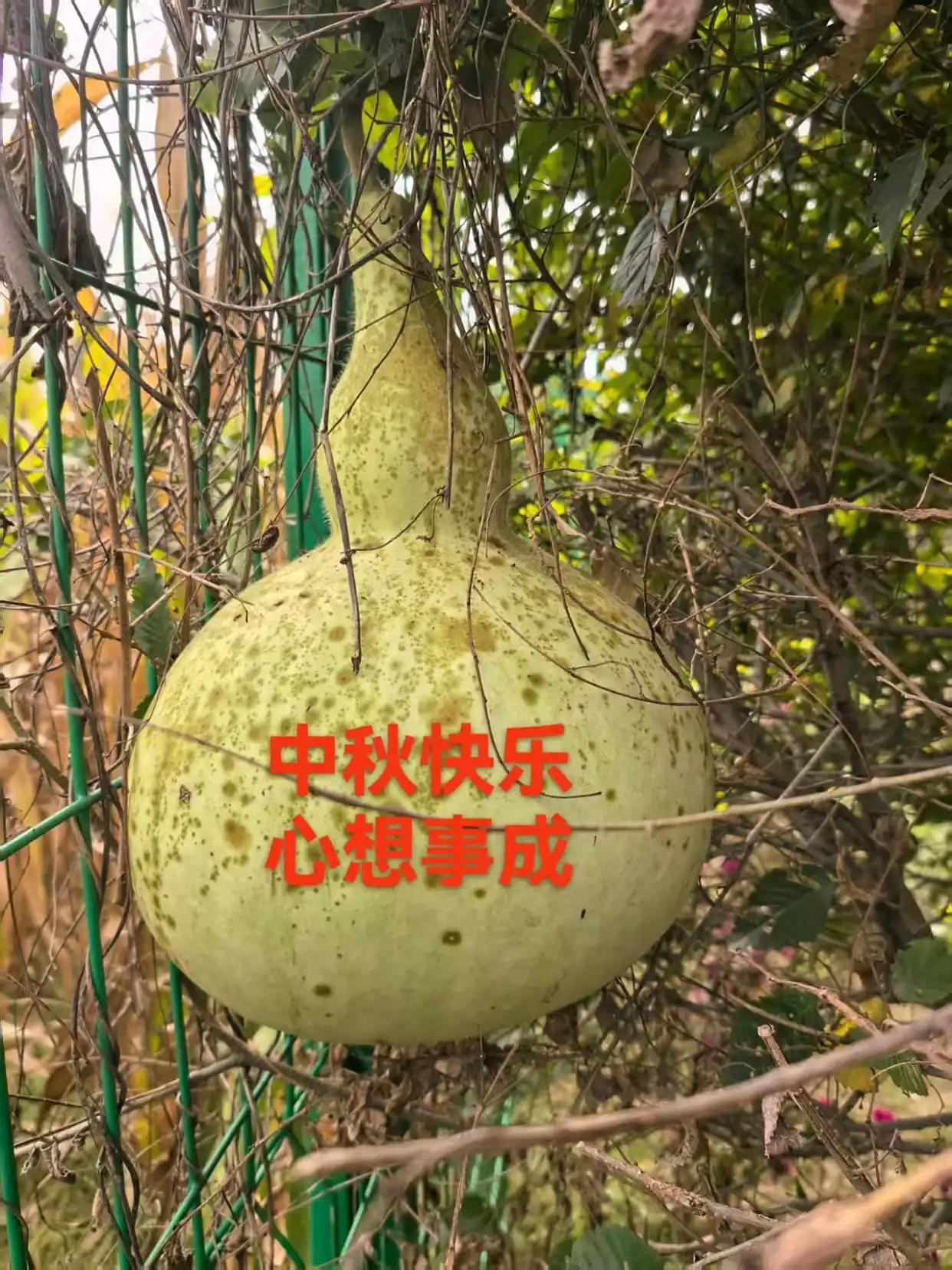 《圆梦园的葫芦谣》