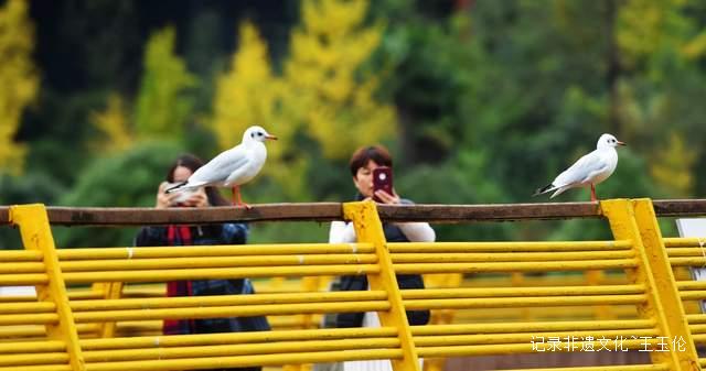 六盘水：红嘴鸥飞回凉都湿地公园越冬“舞动”共享生态之美